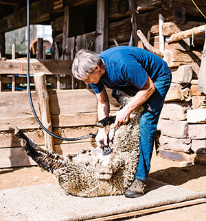 sheep shearing museum of appalachia