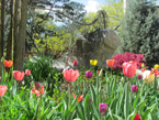 spring garden knoxville
