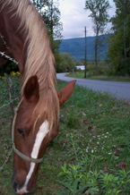 horse in wears valley