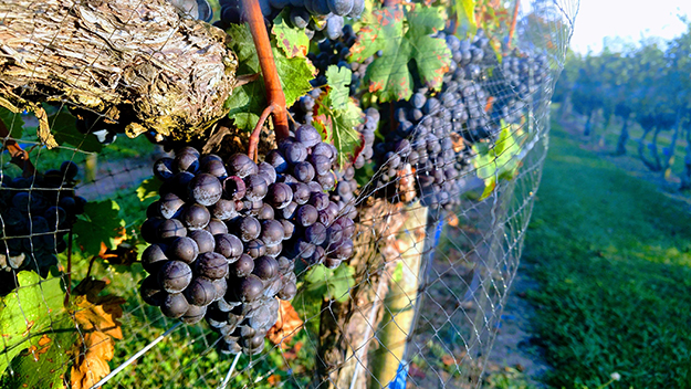 abingdon vineyards