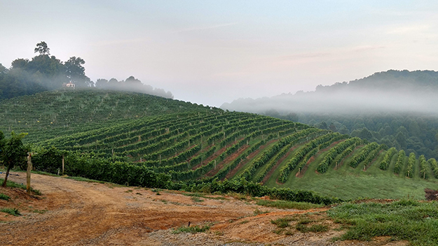 abingdon vineyards