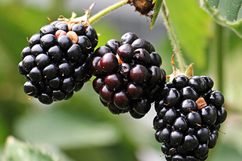 ut gardens blackberries