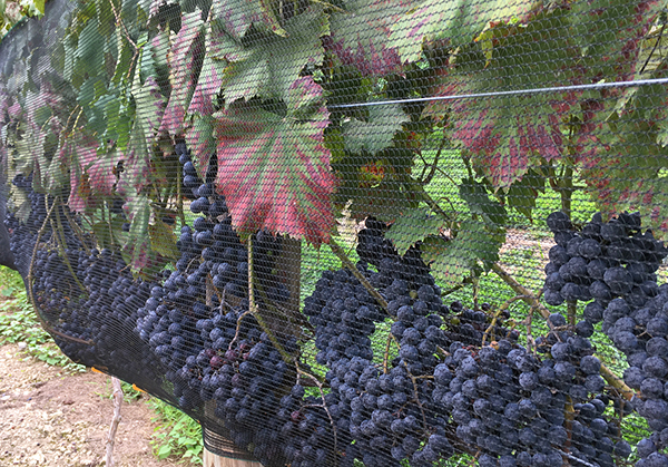 tennessee grape harvest