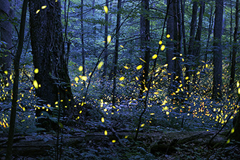 synchronous fireflies