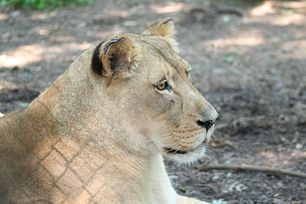zoo knoxville lion