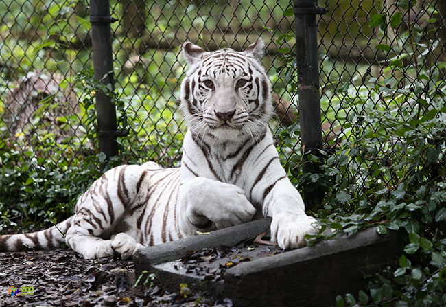 zoo knoxville white tiger