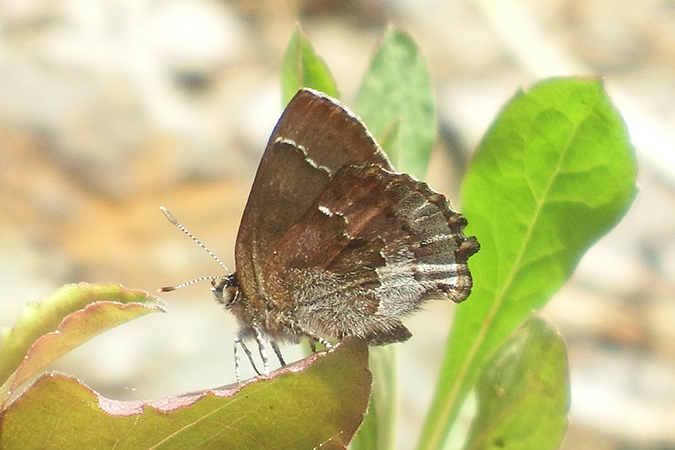 frosted elfin butterfly