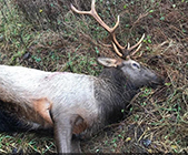 reward for elk poacher