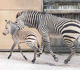 zoo knoxville endangered zebra