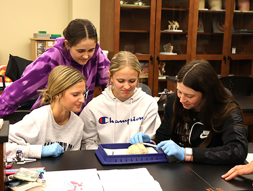 students dissect a heart