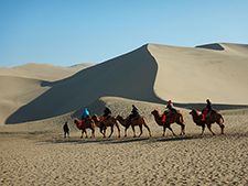 camels dunhaung