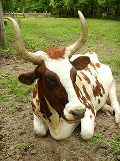 Ayrshire breed ox