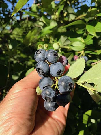 route 11 blueberries