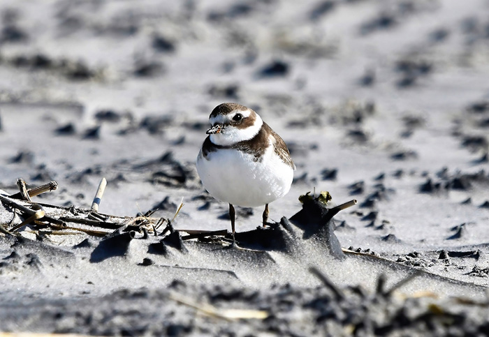 cape may semipalmated plover