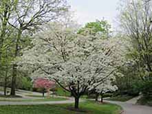 dogwood trees