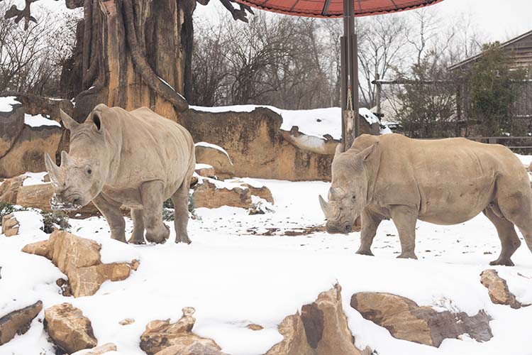southern white rhinos