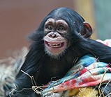 zoo knoxville chimpanzee