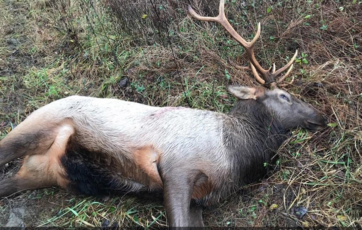 elk poaching in claiborne county tn