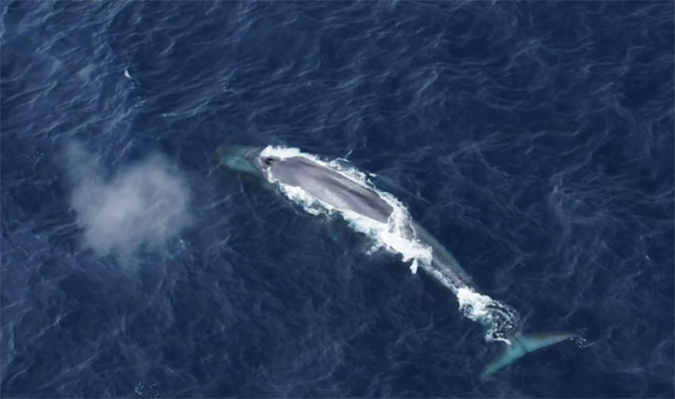 antarctic blue whale