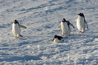 antarctica penguins robots ocean