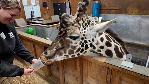 zoo knoxville giraffe