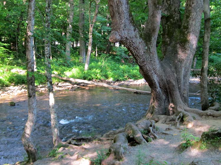 Oconaluftee River Trail