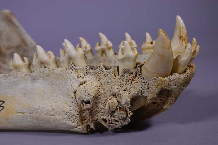 leopard seal skull