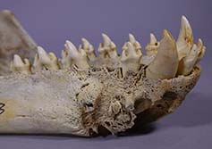 Leopard Seals