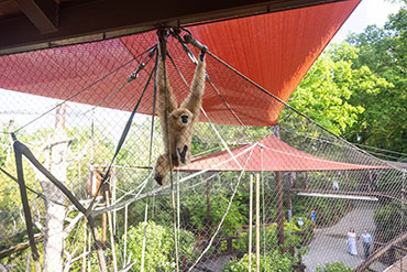 Zoo Knoxville champanzee