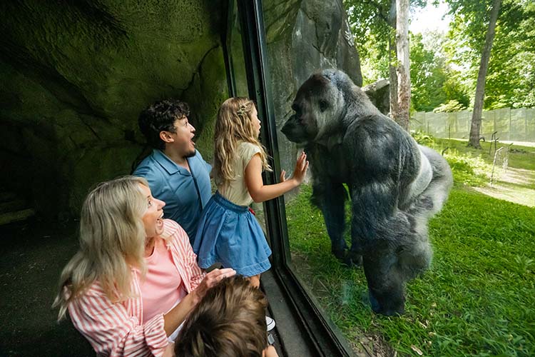 Zoo Knoxville gorilla