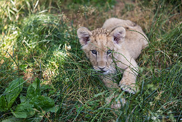 lion cub