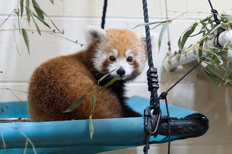 red panda zoo knoxville