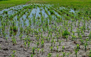 cornfield