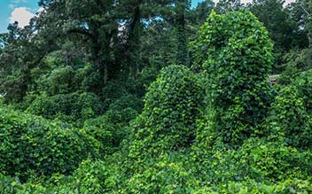kudzu