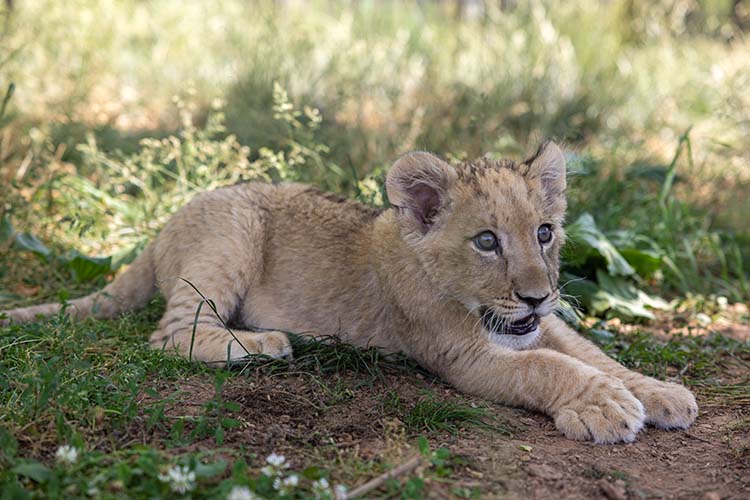 Zoo Knoxville lion cub