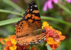 butterflies study