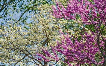 Dogwood Arts trees