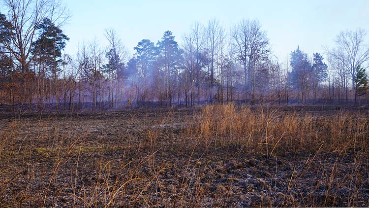 tall timbers burn