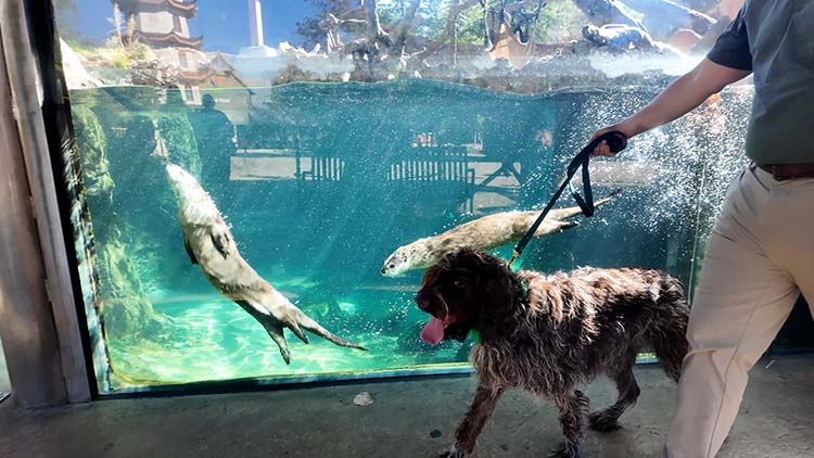 Zoo Knoxville Dog Days
