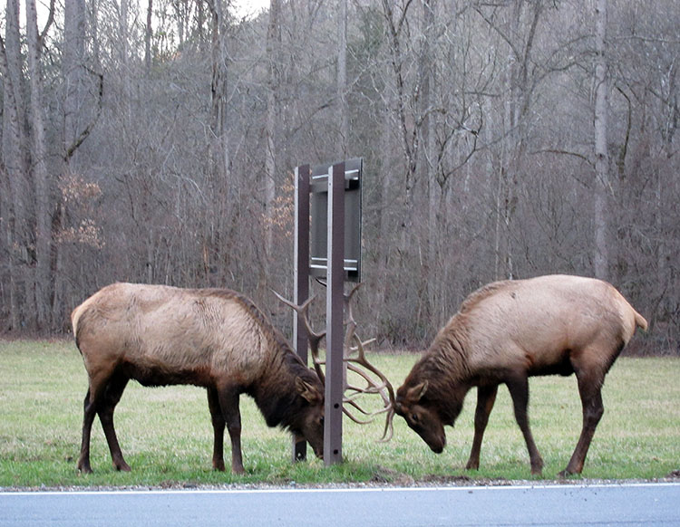 Elk rut