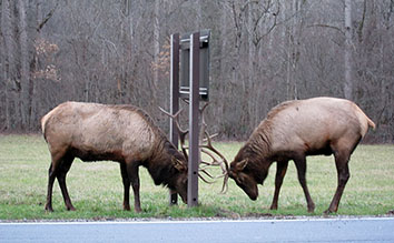 elk rut