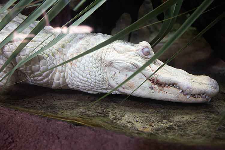 Zoo Knoxville albino alligator